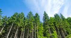Diferencia entre un bosque Nativo y uno Cultivado