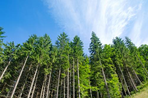 Diferencia entre un bosque Nativo y uno Cultivado